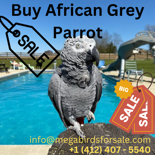 Buy African Grey Parrot.png