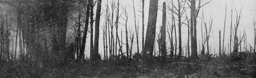 forest2.jpg