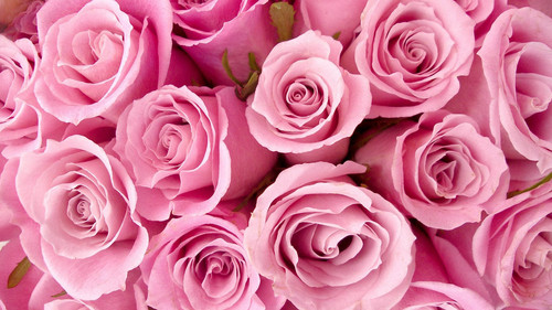 Roses HD Wallpaper Free download.jpg