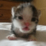 0e645e92.gif