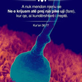 Ajete dhe Hadithe (22)
