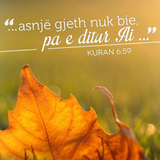 Ajete dhe Hadithe (102)