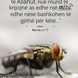 Ajete dhe Hadithe (115)