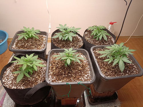 IMG 20230710 181215.jpg