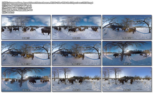 European Bison, Bryansk Forest Nature Reserve. 8K 360 video WEB DL 4320p av1 aac 2XF360.mp4.jpg