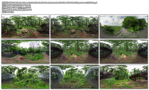 Wild Cats in the Primorsky Safari Park, Vladivostok, Russia. 360 video WEB DL 4320p av1 aac 2XF360.m.jpg