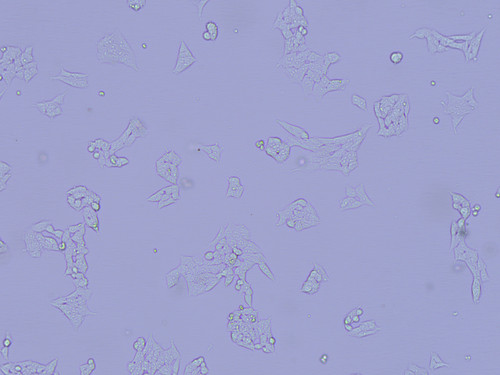 phase contrast 10x wide aperture b.jpg