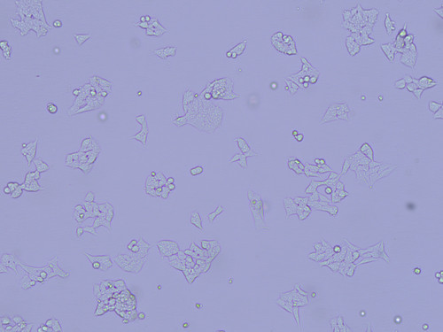 phase contrast 10x wide aperture a.jpg