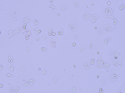 phase contrast 10x wide aperture c.jpg