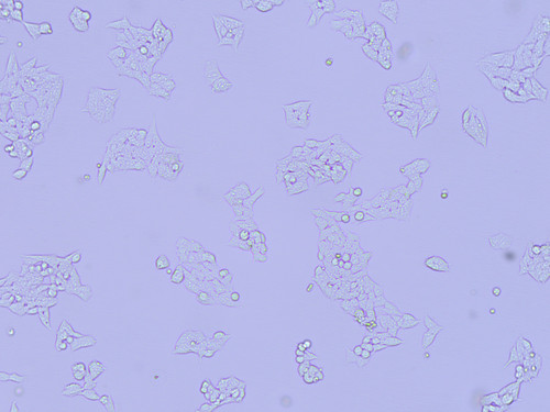 phase contrast 10x wide aperture d.jpg