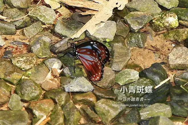 小青斑蝶(斯氏絹斑蝶)，攝影於基隆教忠步道