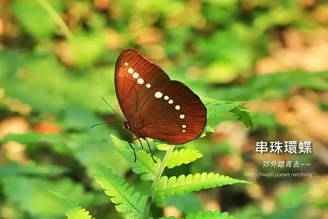 串珠環蝶，攝影於基隆教忠步道