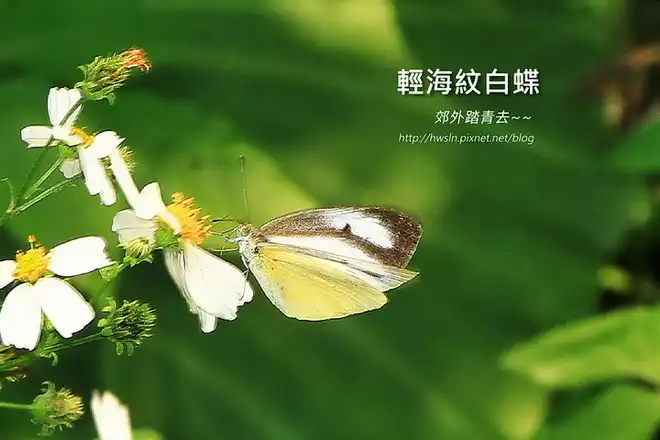 輕海紋白蝶(飛龍紋白蝶)，攝影於基隆教忠步道