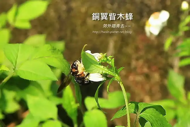 銅翼眥木蜂，攝影於基隆教忠步道