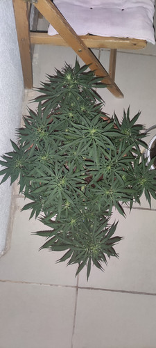 IMG 20230709 205117.jpg