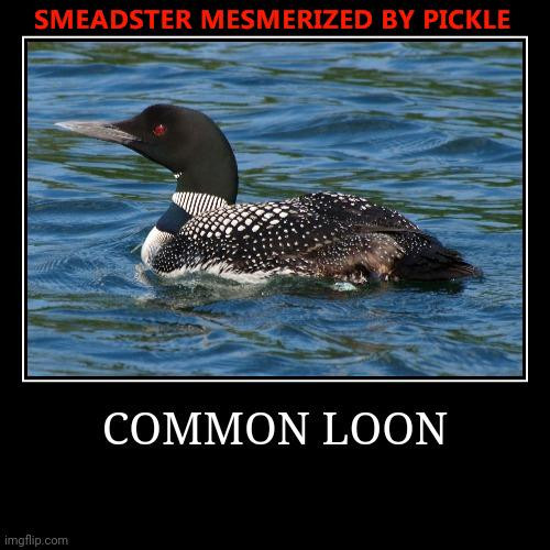 A LOON.jpg