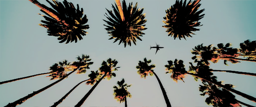 palms.png