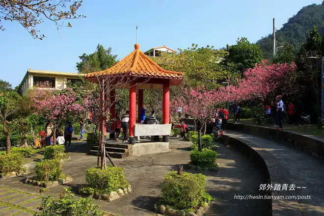 櫻花街屈尺公園是屈尺古道附近看櫻花的好地方