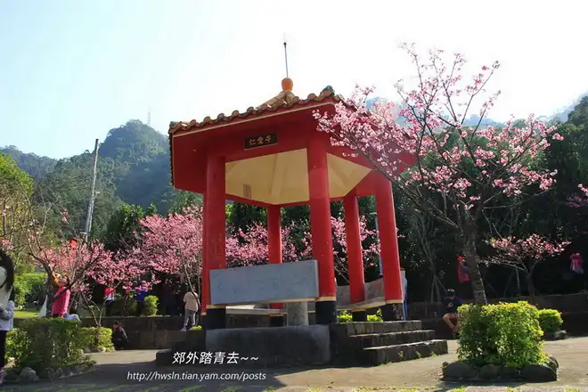 屈尺公園中央的仁愛亭被櫻花包圍
