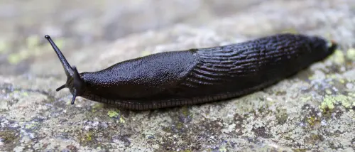 iStock 1219696728.webp