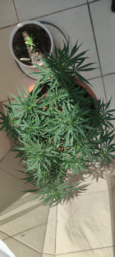 IMG 20230709 151442.jpg