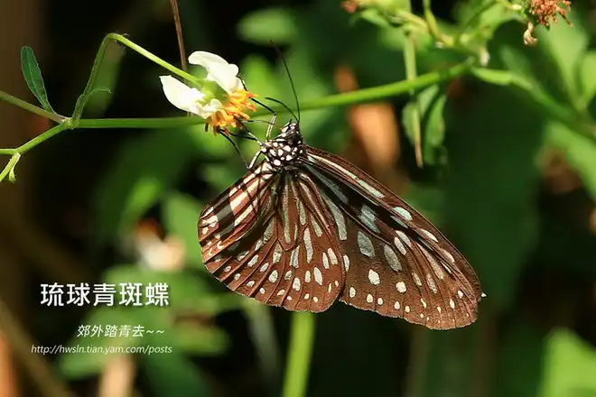琉球青斑蝶(旖斑蝶)