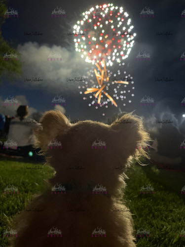 whwcn3ijp6bb1 copy.jpg