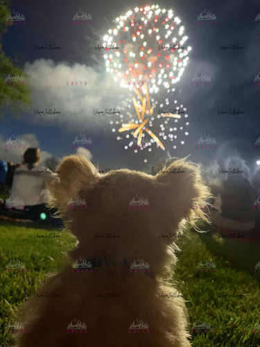 whwcn3ijp6bb1 copy.jpg