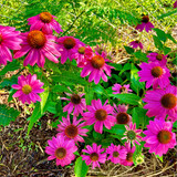 2d1073eb3929.jpg