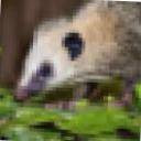 opossum.jpg