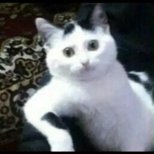image.jpg