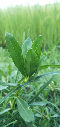 IMG 20220810 181124.jpg