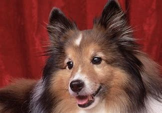 Hund zeigen Bild einfÃ¼gen.jpg