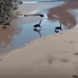 没想到长颈龙能路这么快