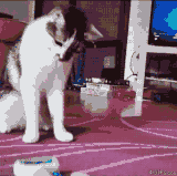 避免尴尬，表演个双手行走吧.gif
