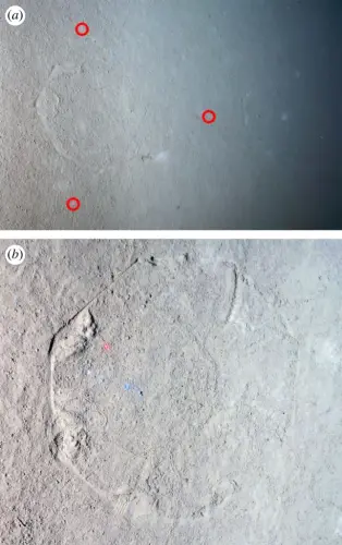 rspb20230640f04 1 644x1024.webp