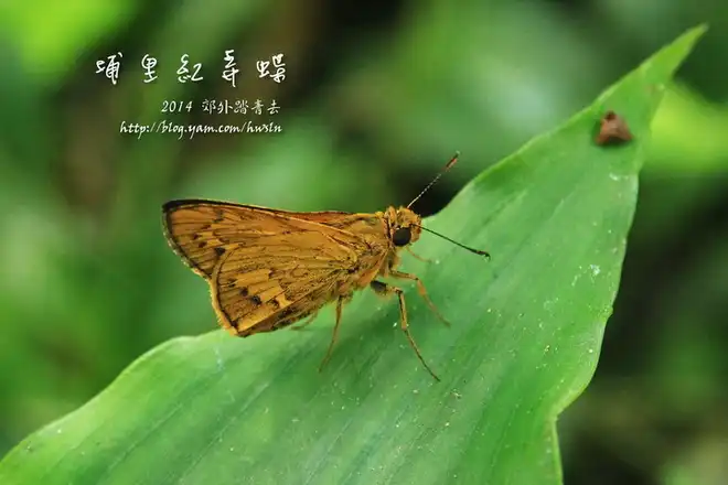 埔里紅弄蝶(竹橙斑弄蝶)，攝影於基隆金龍湖