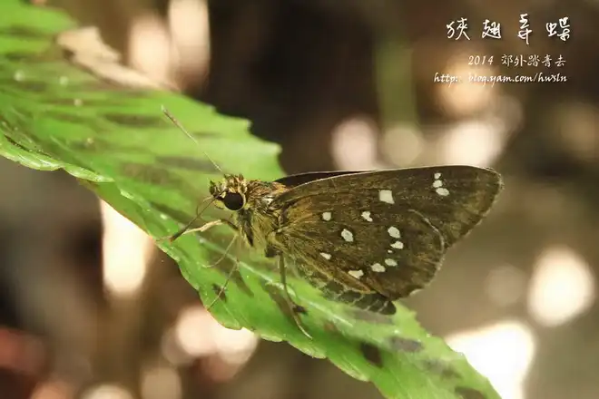 狹翅弄蝶(白斑弄蝶)，攝影於基隆金龍湖