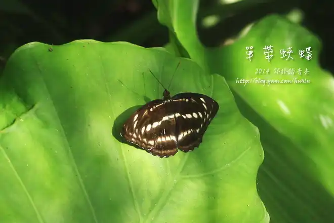 單帶蛺蝶(異紋帶蛺蝶)，攝影於基隆金龍湖