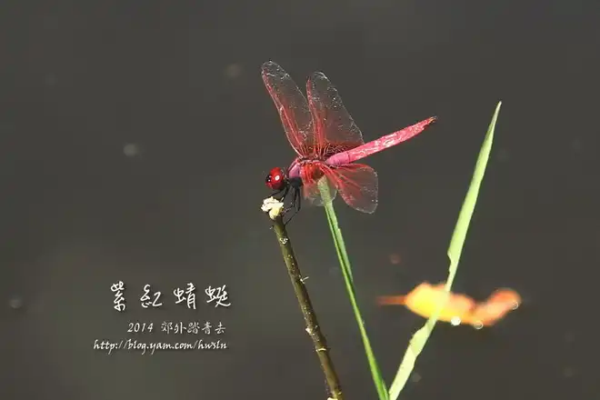 紫紅蜻蜓，攝影於基隆金龍湖