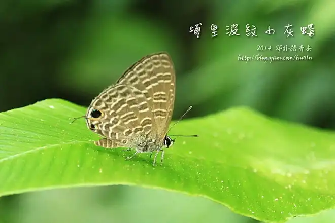 埔里波紋小灰蝶(大娜波灰蝶)，攝影於基隆金龍湖