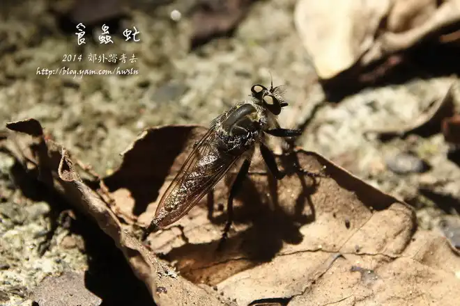 食蟲虻，攝影於基隆金龍湖