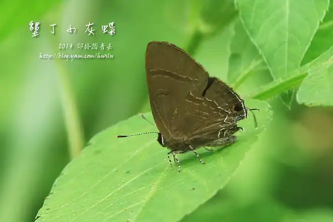 墾丁小灰蝶(燕灰蝶)，攝影於基隆金龍湖