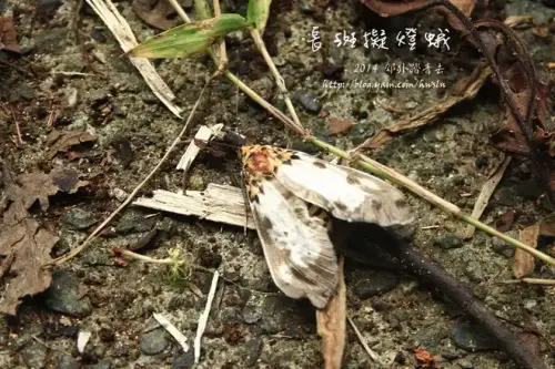 20140719 123.webp