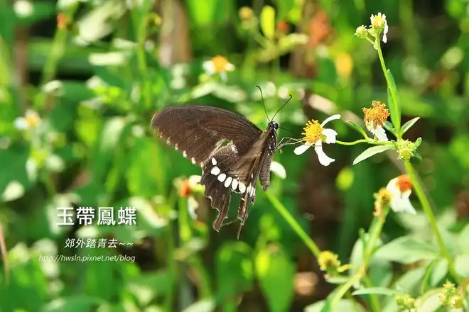 玉帶鳳蝶，攝影於宜蘭望龍埤