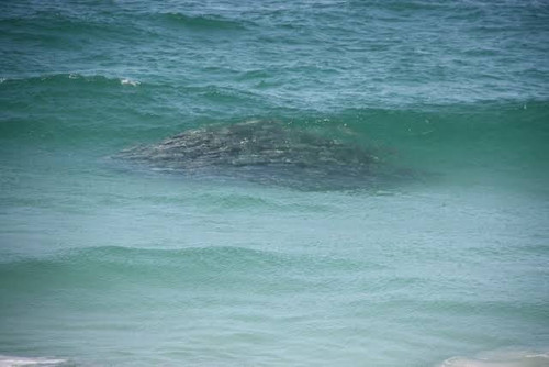 images 2023 07 10T143258.936.jpg