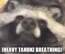heavy breathing tanuki.gif
