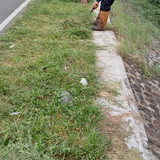 Pekiringan Rembang (rumput)