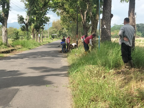 Panican Linggamas (rumput).jpg