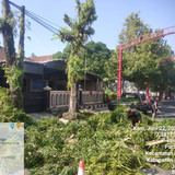 Wirasaba (pohon)
